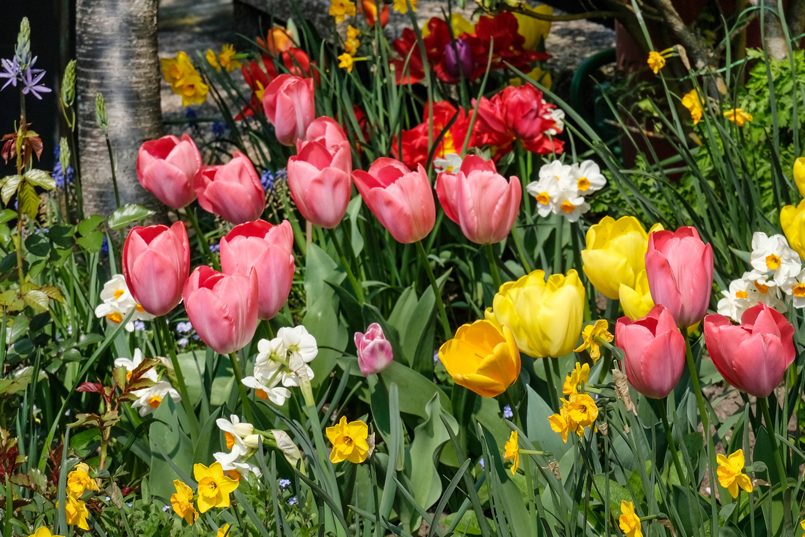 Osterblüten Foto & Bild | dokumentation, outdoor, tulpen Bilder auf