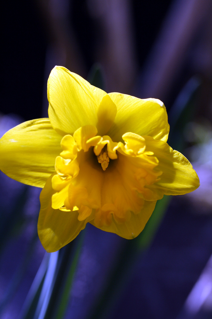 Osterblume Foto & Bild | pflanzen, pilze & flechten, blüten