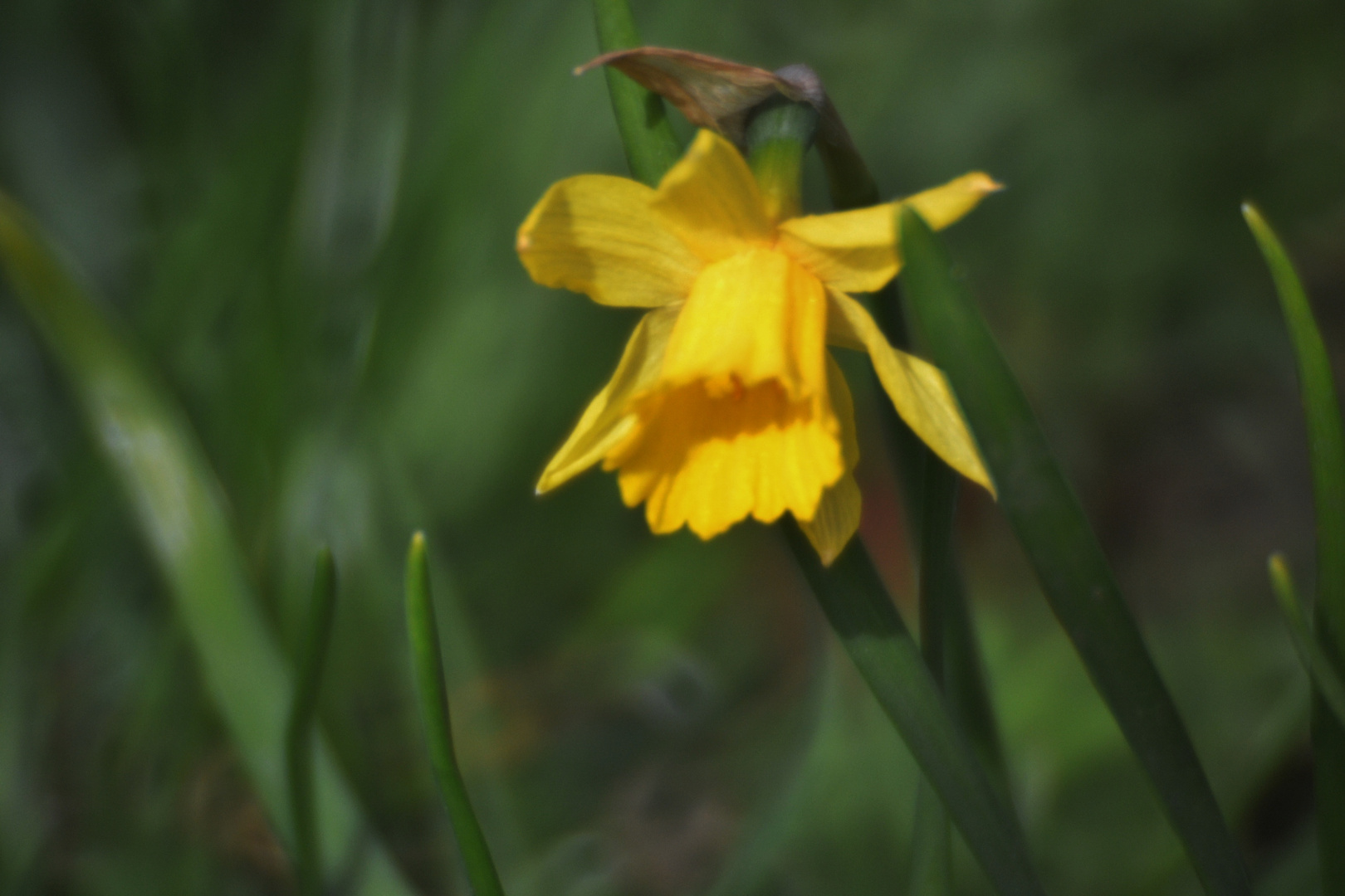 OsterBlume Foto & Bild | pflanzen, pilze & flechten, blüten