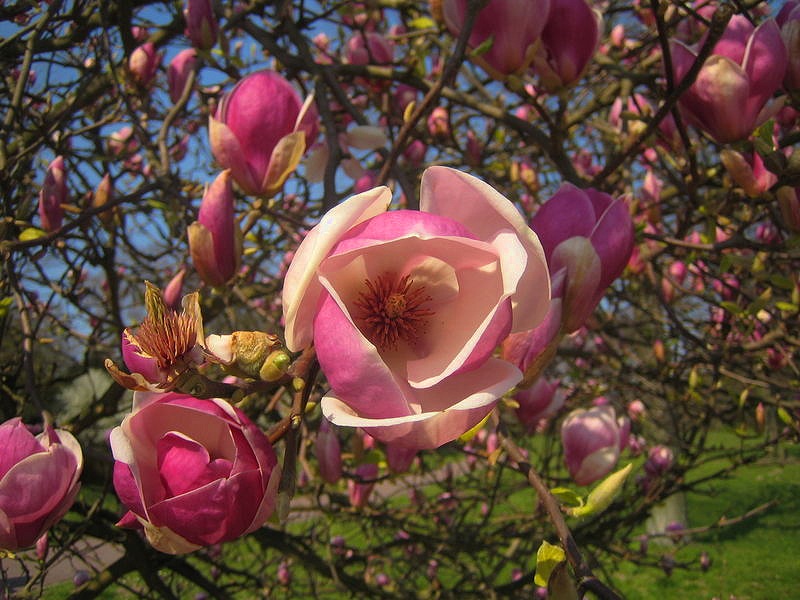 Osterblume Tulpenbaum