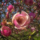 Osterblume Tulpenbaum