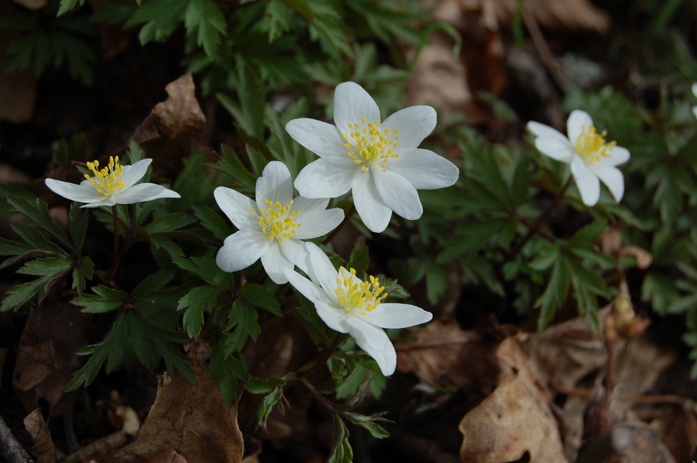 Osterblumen Foto & Bild | pflanzen, pilze & flechten, blüten