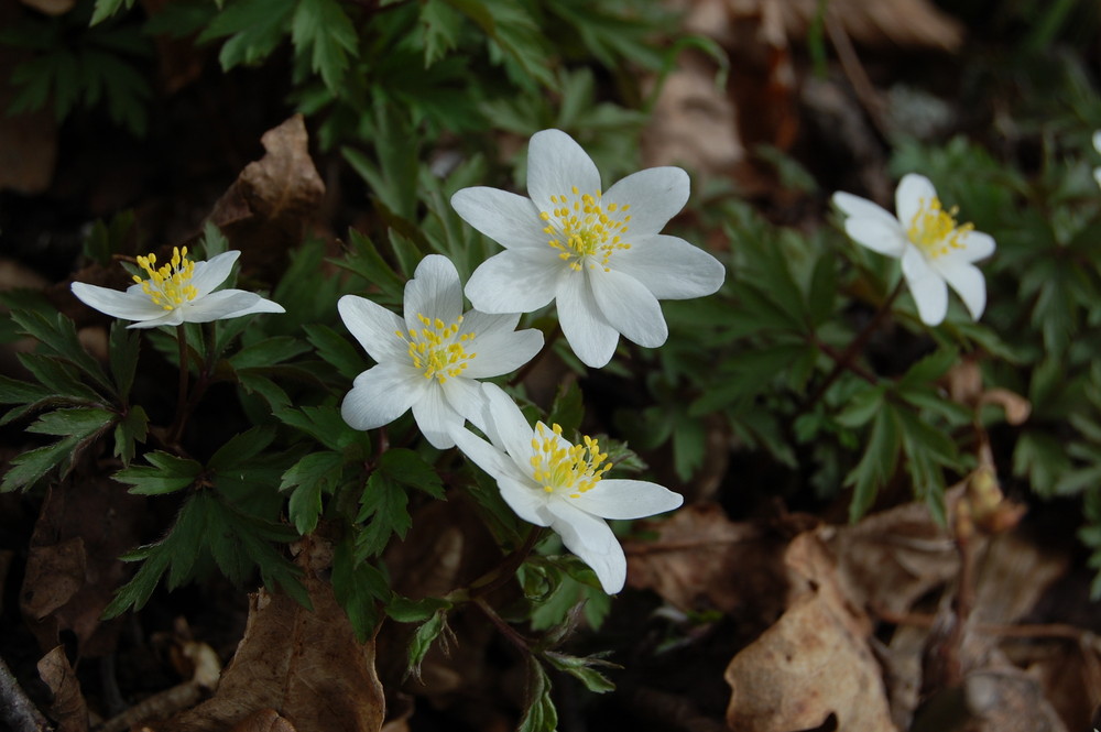 Osterblumen