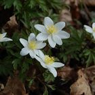 Osterblumen