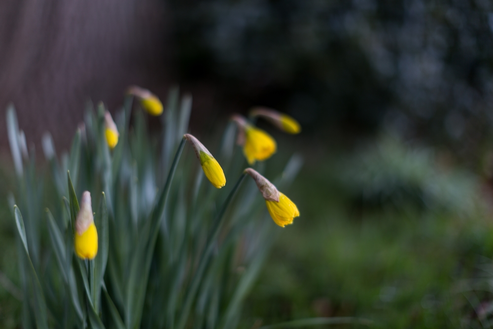 Osterblumen Bokeh