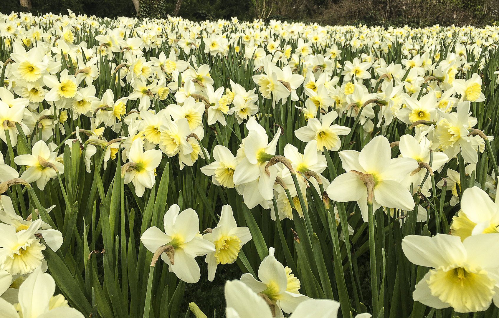 Osterblumen