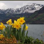 Osterblumen