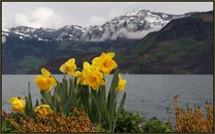 Osterblumen