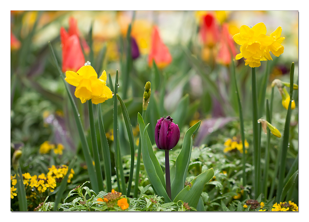 Osterblumen im Nieselregen