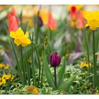 Osterblumen im Nieselregen