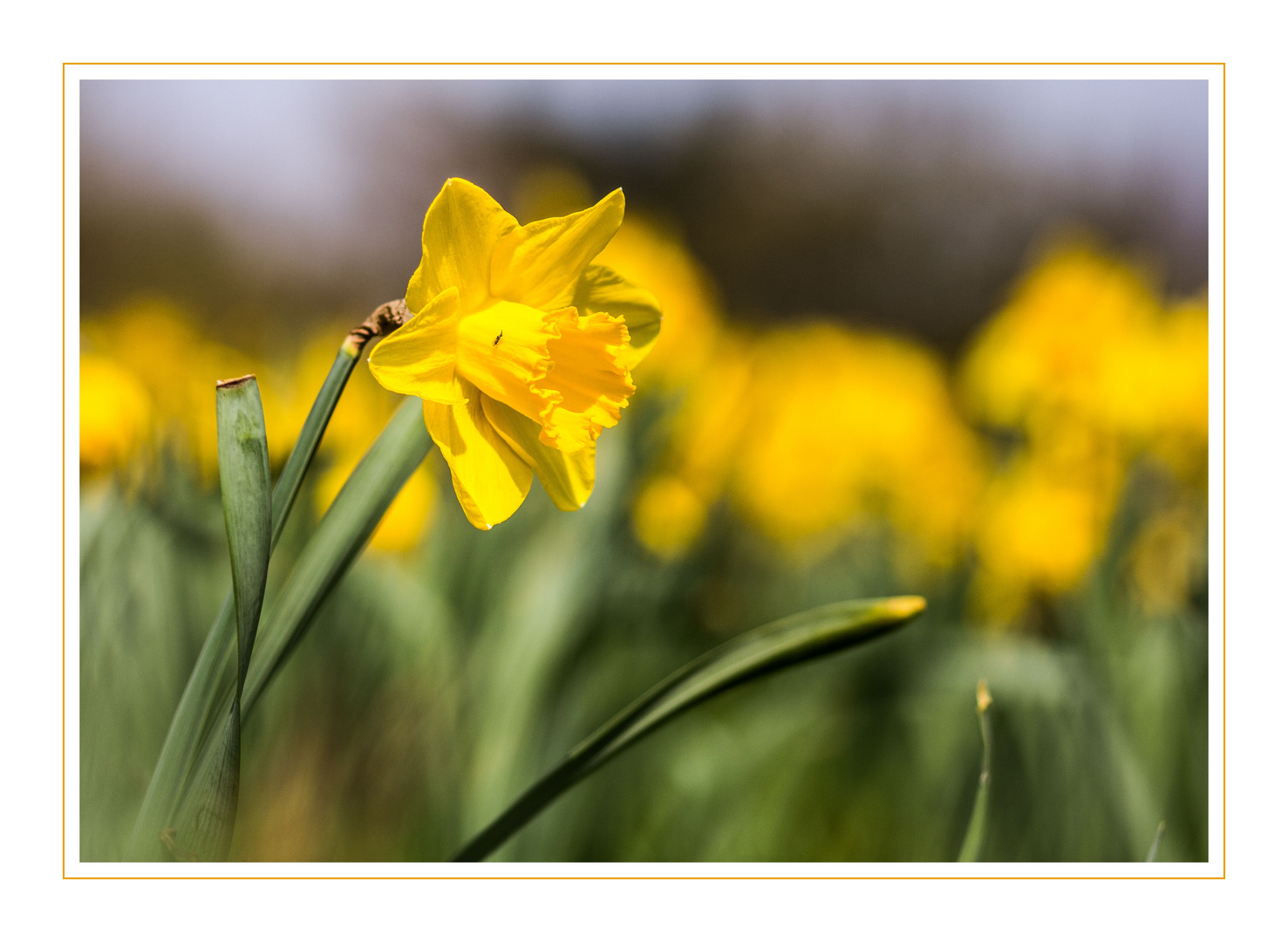 Osterblumenwiese