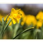 Osterblumenwiese