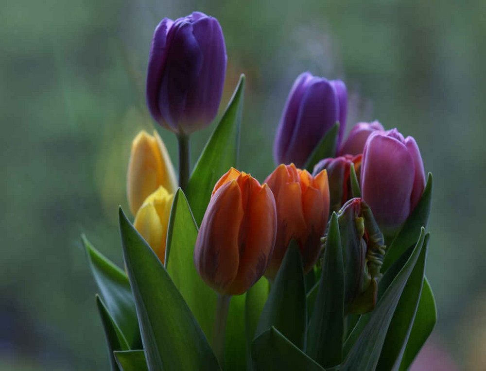 Osterbunte Tulpen