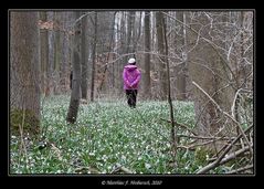 Osterei im Märzenbecherwald