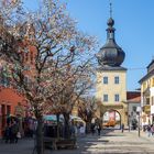 Ostereierbaum in Saalfeld