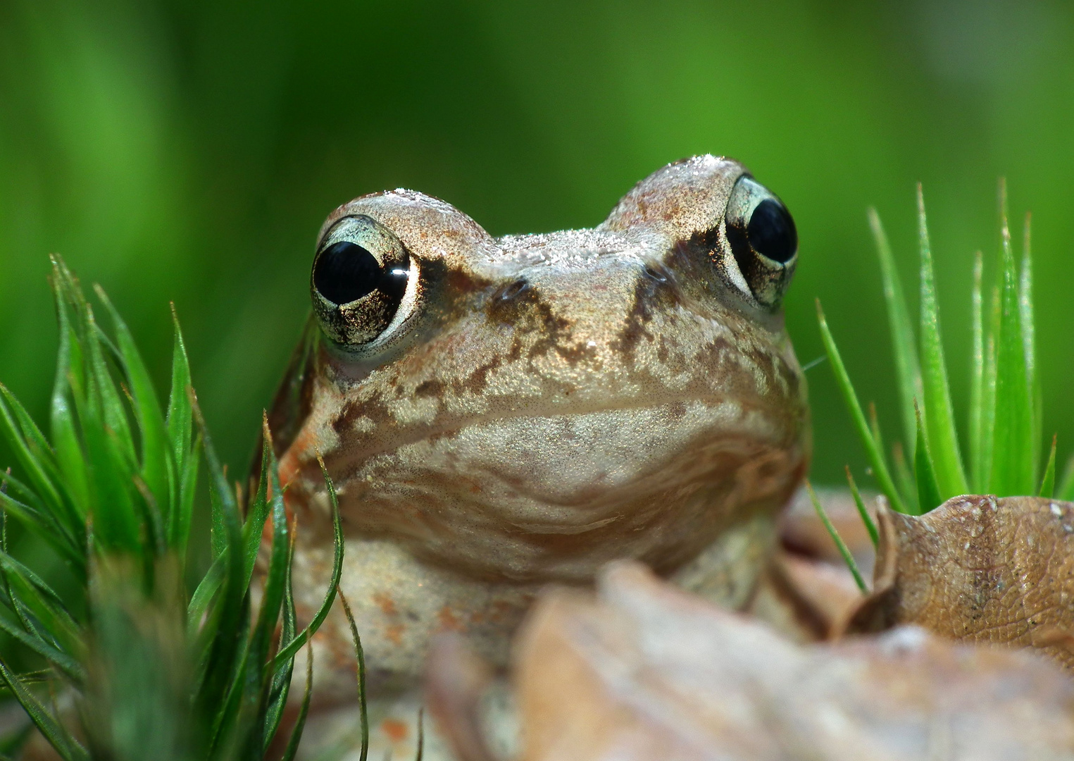 Osterfrosch