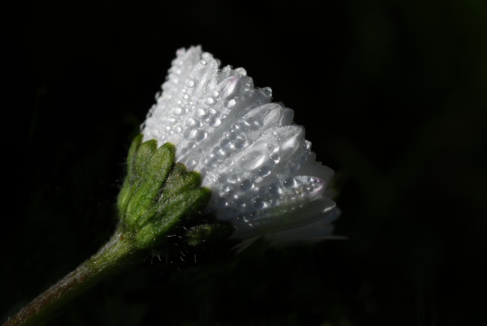 Ostergänseblümchen