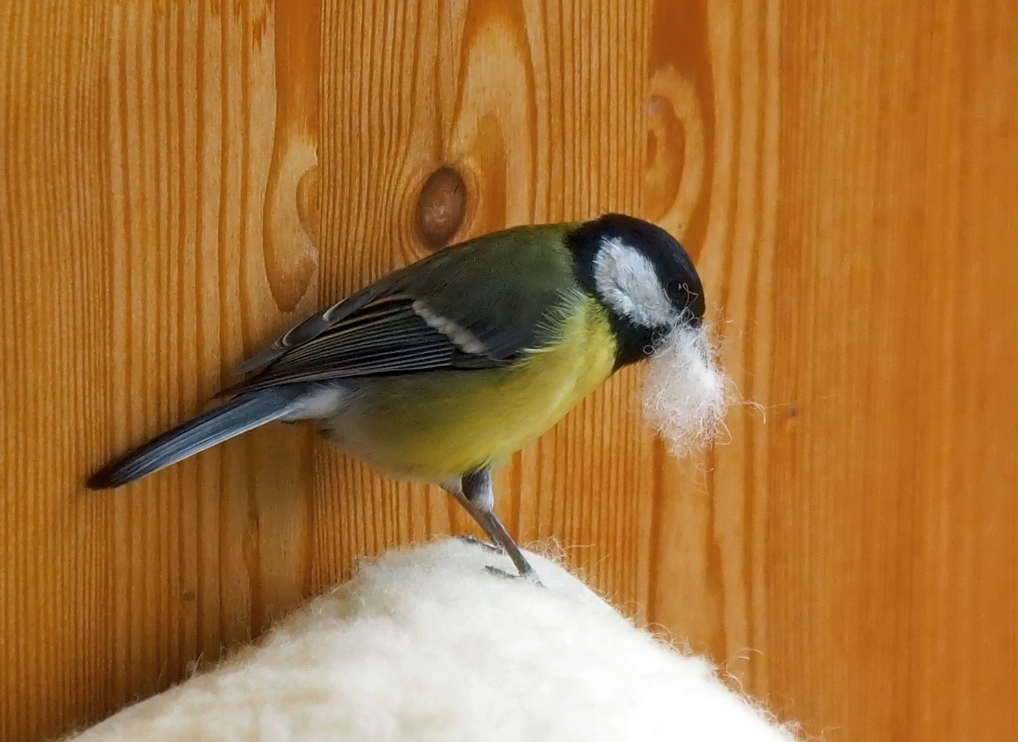 Ostergeschenk für die Kohlmeise! - La mésange cherche son cadeau de Pâques!