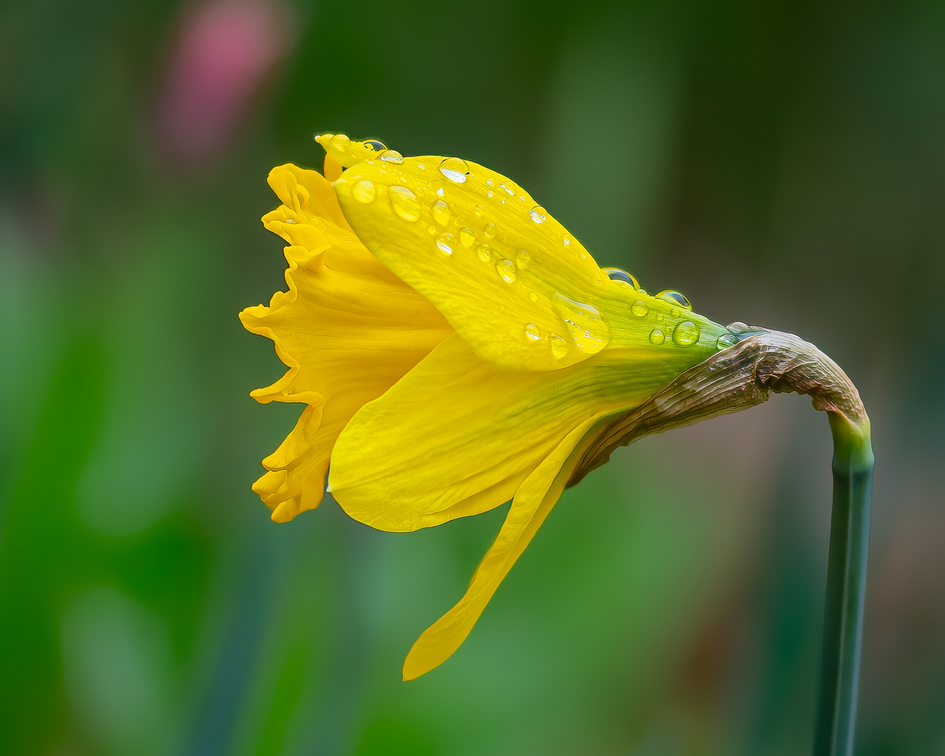 Osterglocke aus dem Garten.