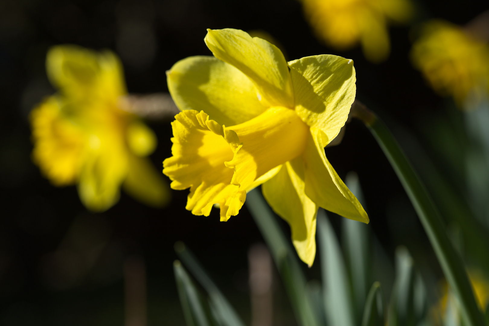 Osterglocke bei uns im Garten