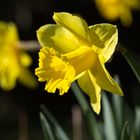 Osterglocke bei uns im Garten