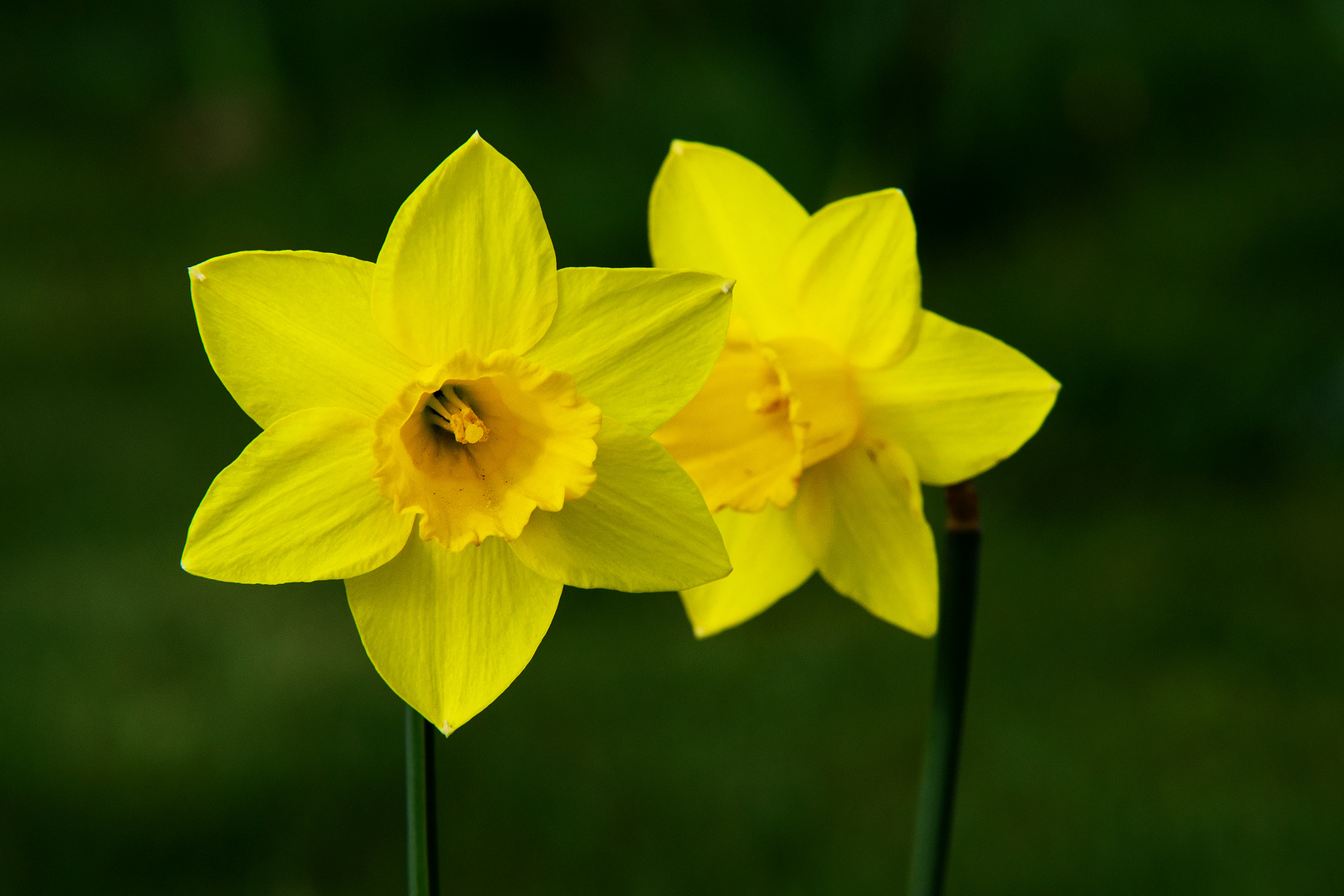 Osterglocke Foto & Bild | jahreszeiten, frühling, natur Bilder auf
