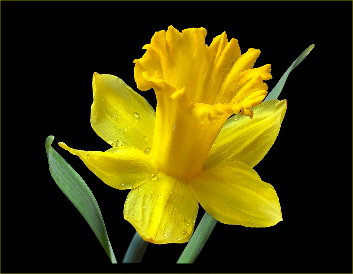 Osterglocke gelbe Narzisse Foto &amp; Bild frühling, natur, pflanzen