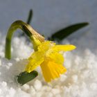 Osterglocke (Gelbe Narzisse) im Schnee