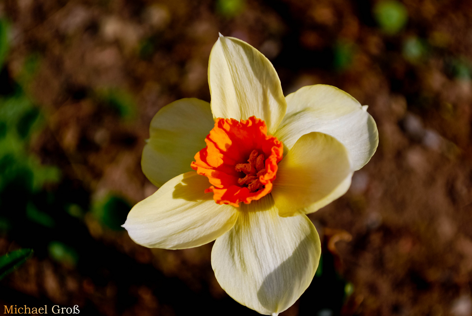 Osterglocke im Garten