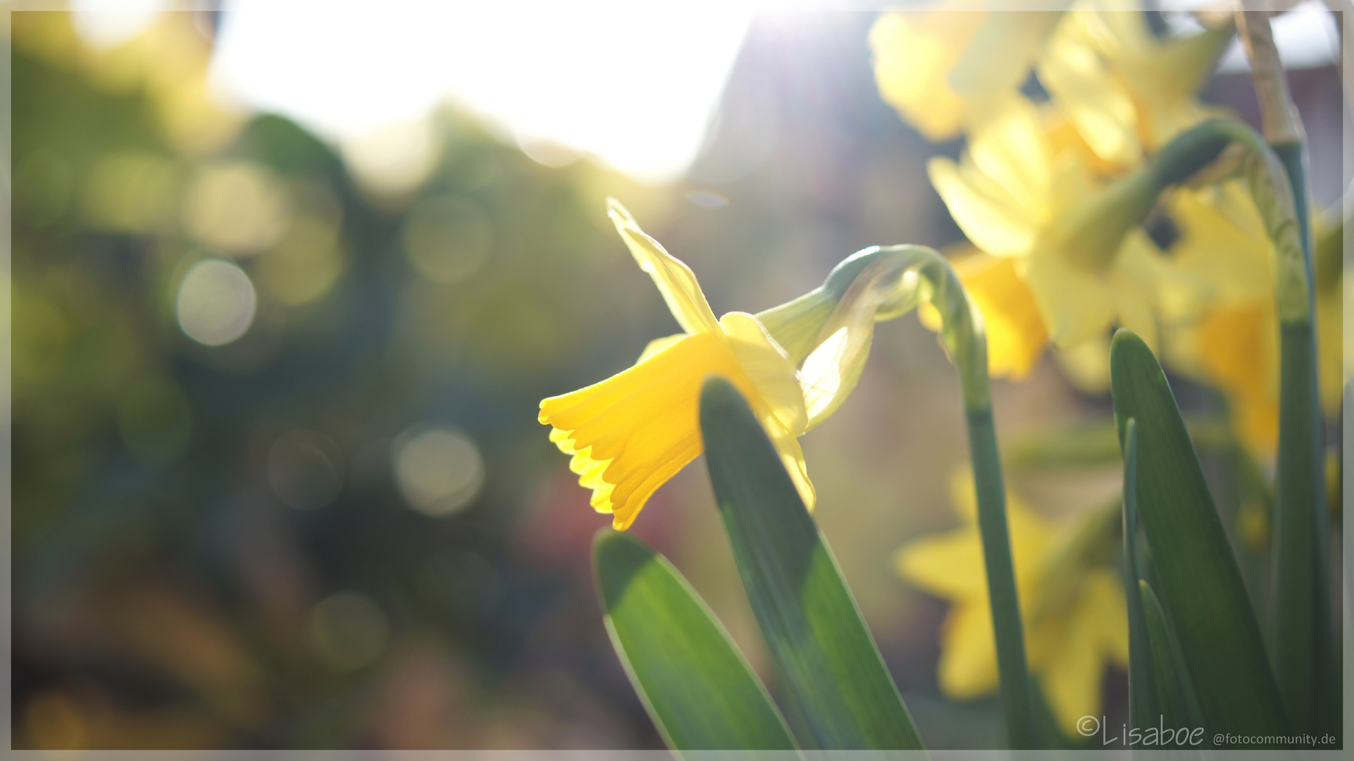 Osterglocke in der Morgensonne