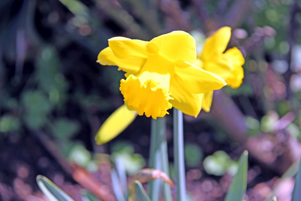 Osterglocke in meinem Garten Foto & Bild | deutschland, europe, fotos