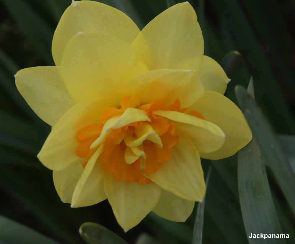 Osterglocke in voller Blüte