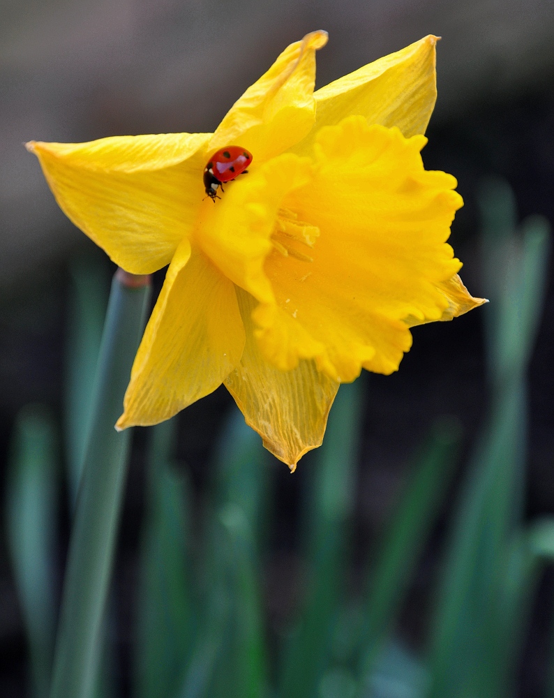 Osterglocke mit Besucher