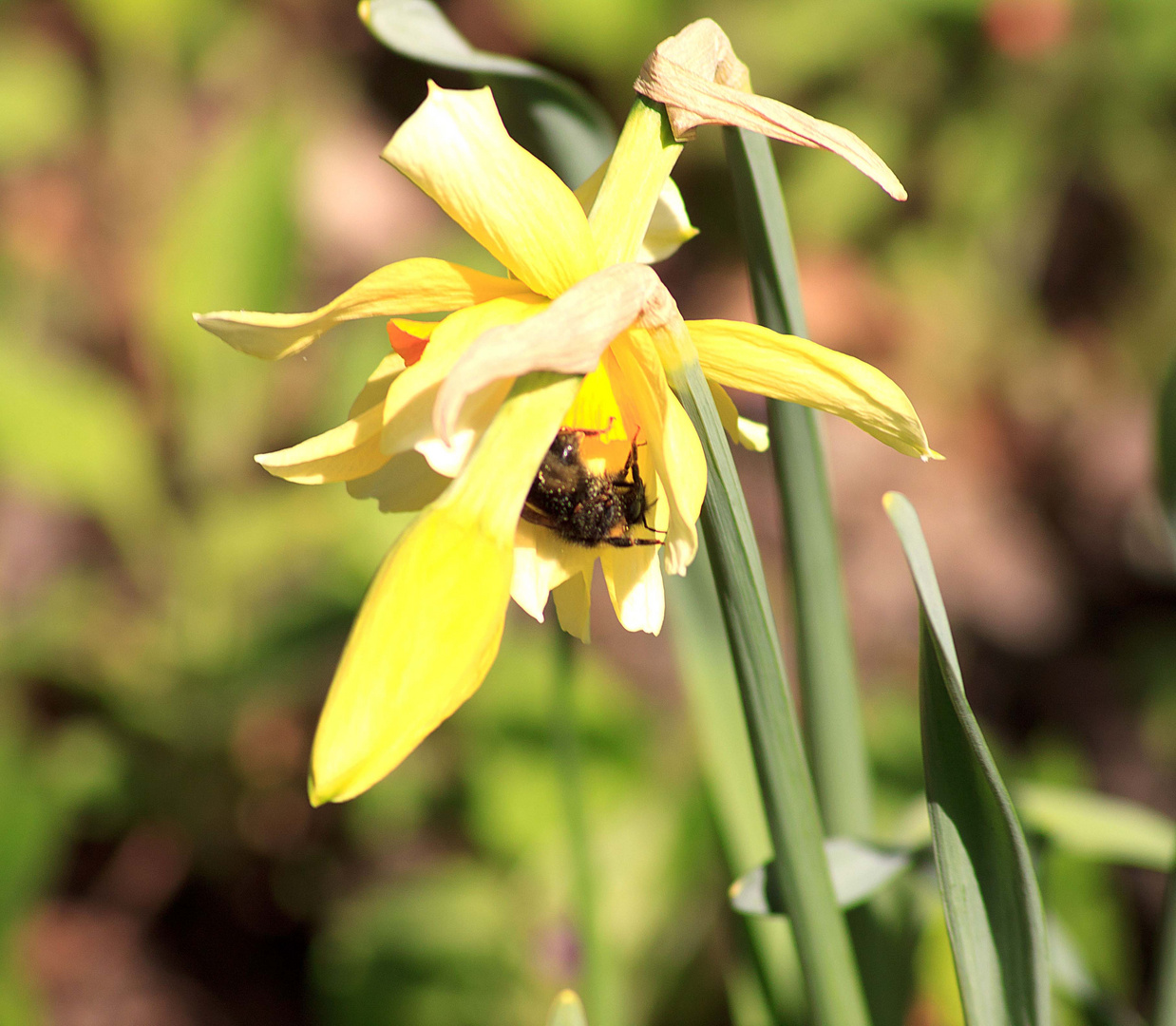 Osterglocke mit einer Hummel