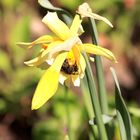 Osterglocke mit einer Hummel