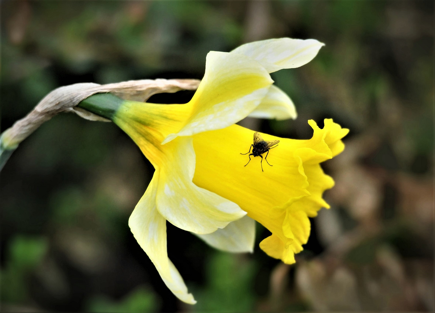 Osterglocke mit Fliege