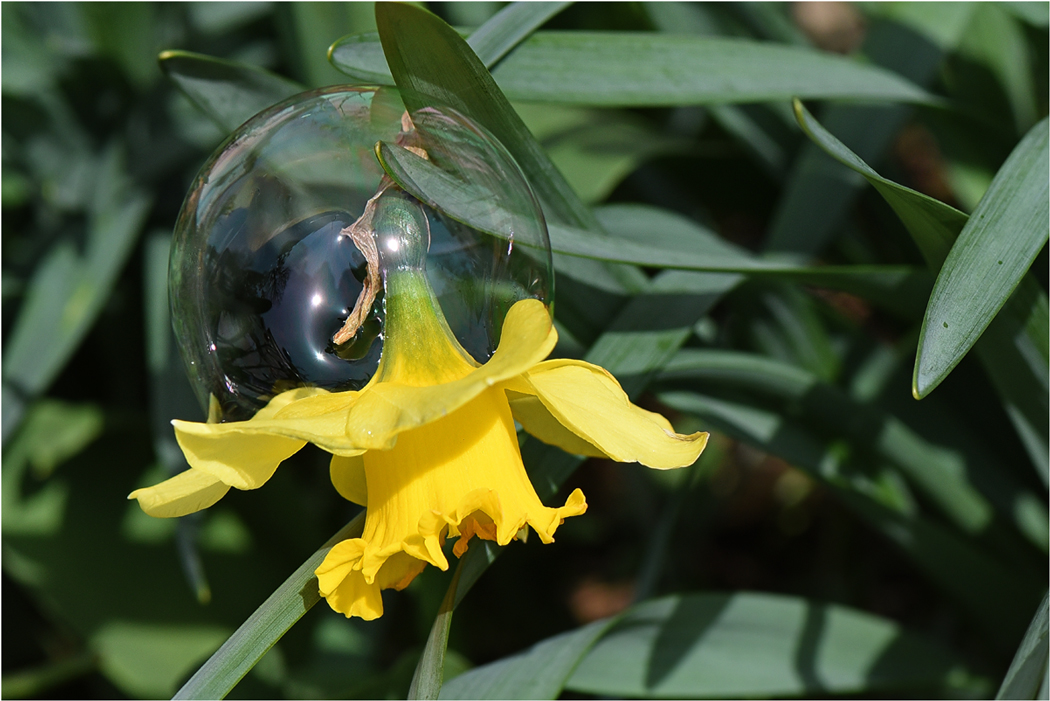 Osterglocke mit Haube