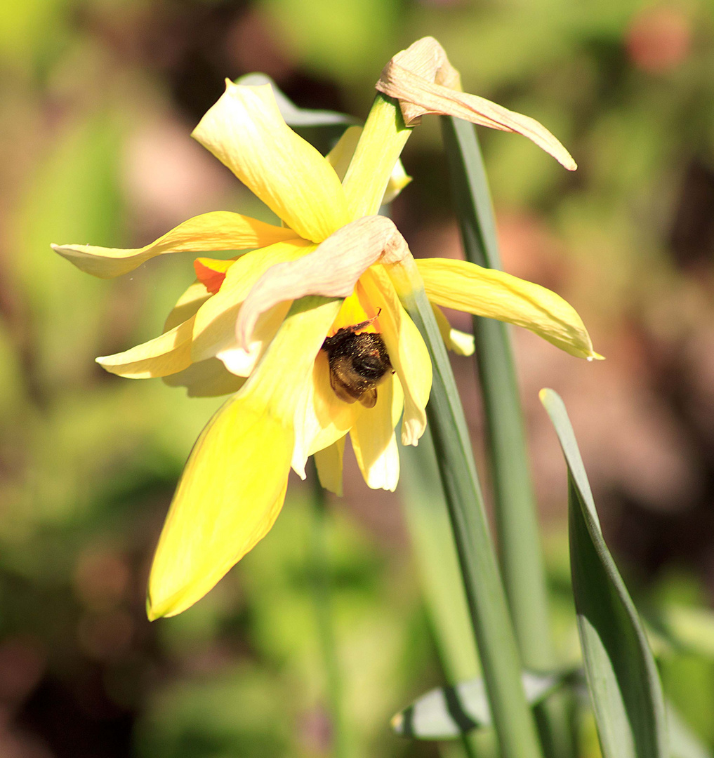 Osterglocke mit Hummel