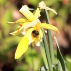 Osterglocke mit Hummel