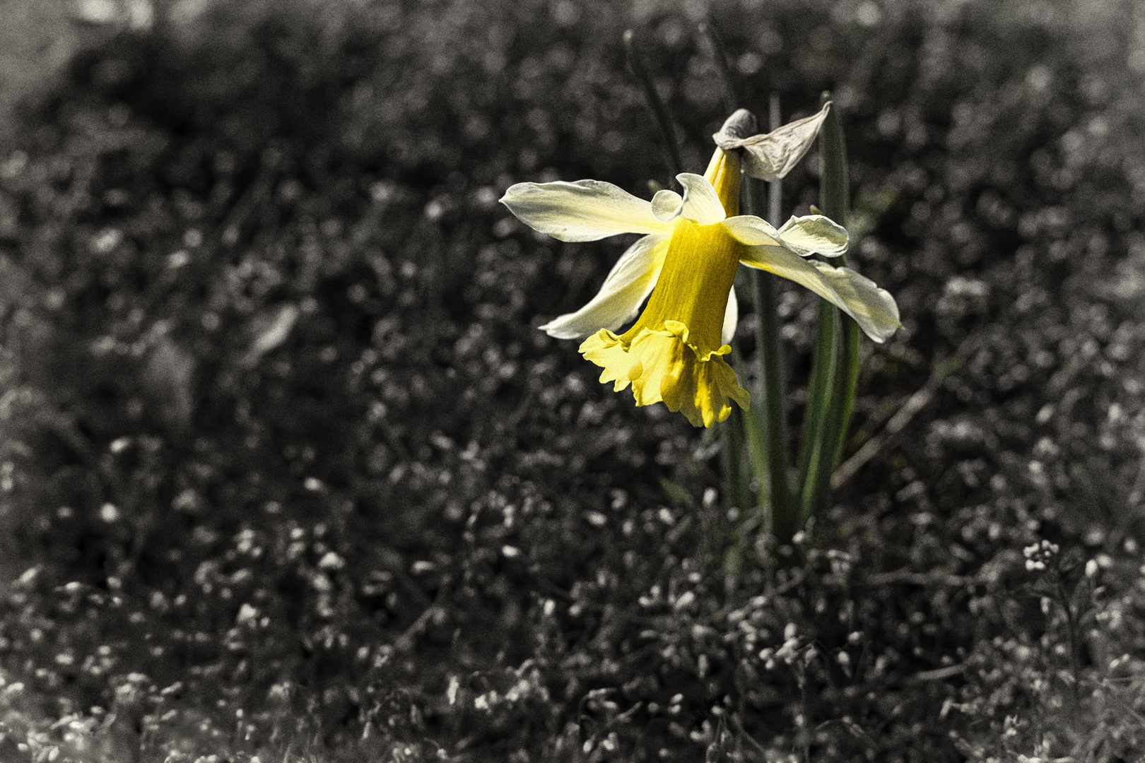 Osterglocke - Narcissus pseudonarcissus