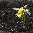 Osterglocke - Narcissus pseudonarcissus