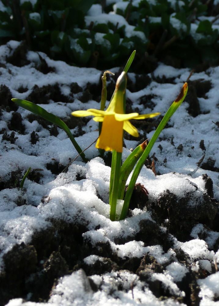 Osterglocke oder Schneeglöckchen?