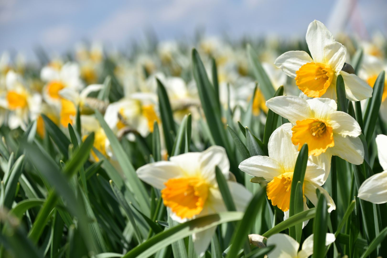 Osterglocken! Foto & Bild | jahreszeiten, frühling, blumen Bilder auf