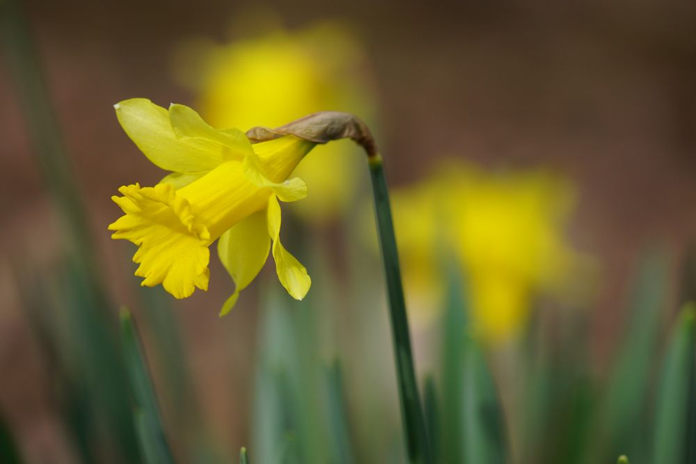 Osterglocken Foto & Bild | frühling, nahaufnahme, frühblüher Bilder auf
