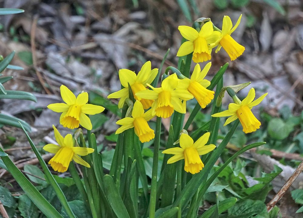 Osterglocken Foto & Bild | blümchen, narzissen, osterglocken Bilder auf
