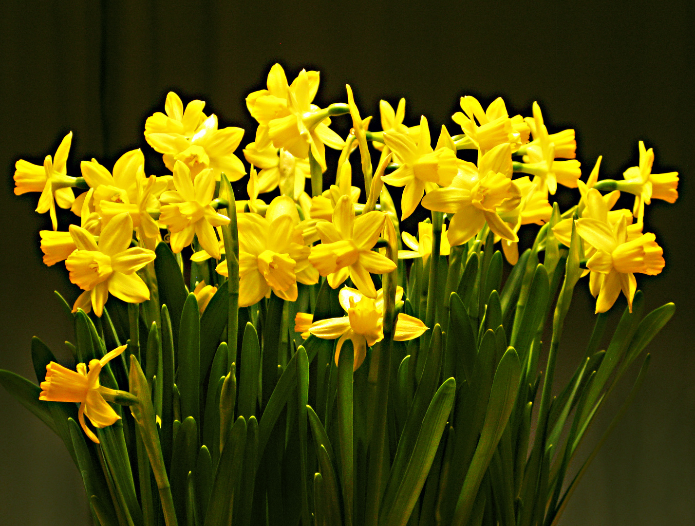 Osterglocken Foto & Bild | projekte, 3 - mittwochsblümchen, thementage
