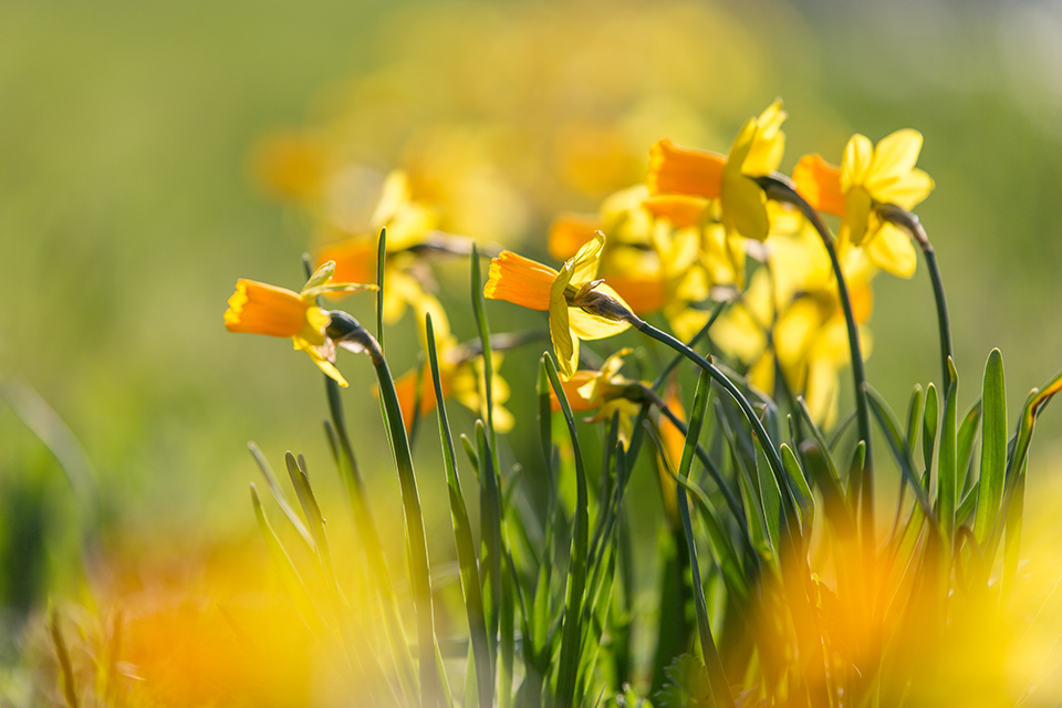 Osterglocken Foto & Bild | jahreszeiten, frühling, natur Bilder auf