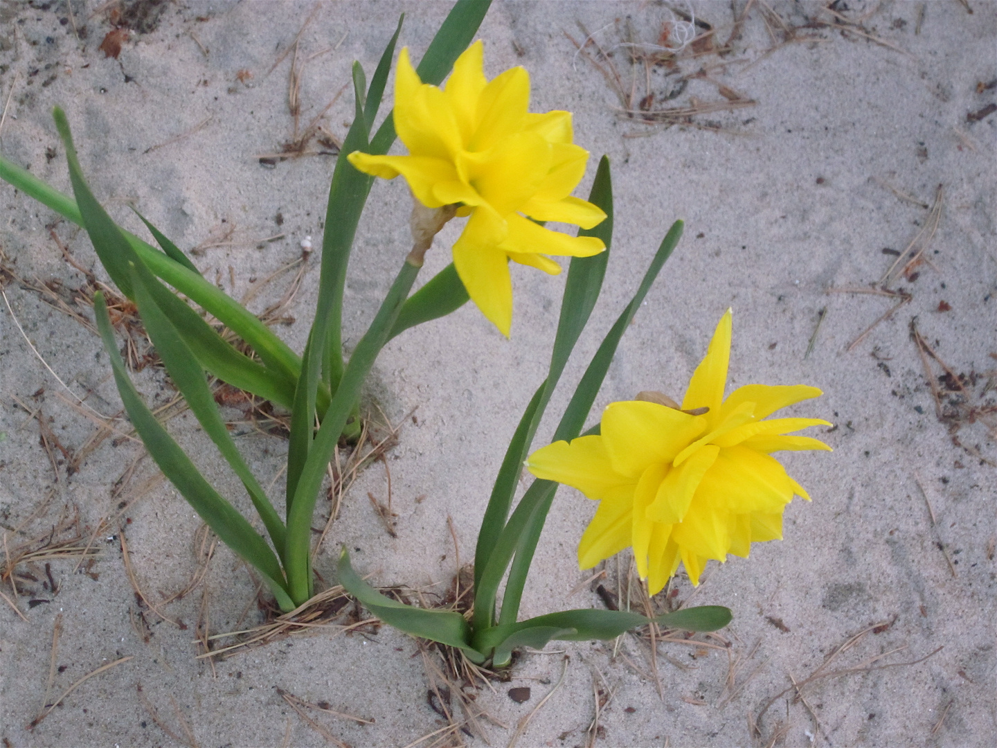 Osterglocken am Strand!