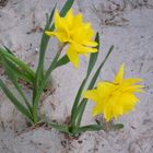 Osterglocken am Strand!