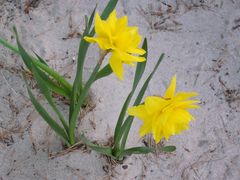 Osterglocken am Strand!